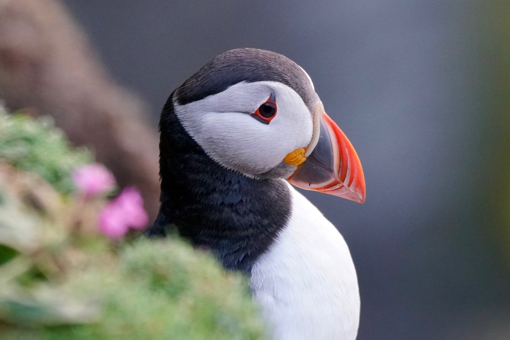 PUFFIN, PRETTY WITH PINK by markp