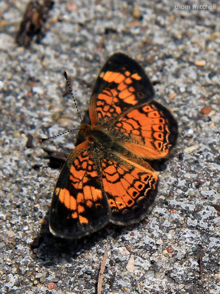 Pearl Crescent? by rhoing