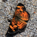 Pearl Crescent? by rhoing
