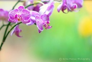 27th Jul 2017 - Purple Orchid 