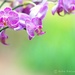 Purple Orchid  by epcello