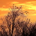 Treetops at Sunrise by nickspicsnz