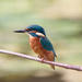 Male Kingfisher-new man on the block by padlock