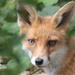 Fox with big eyes by padlock