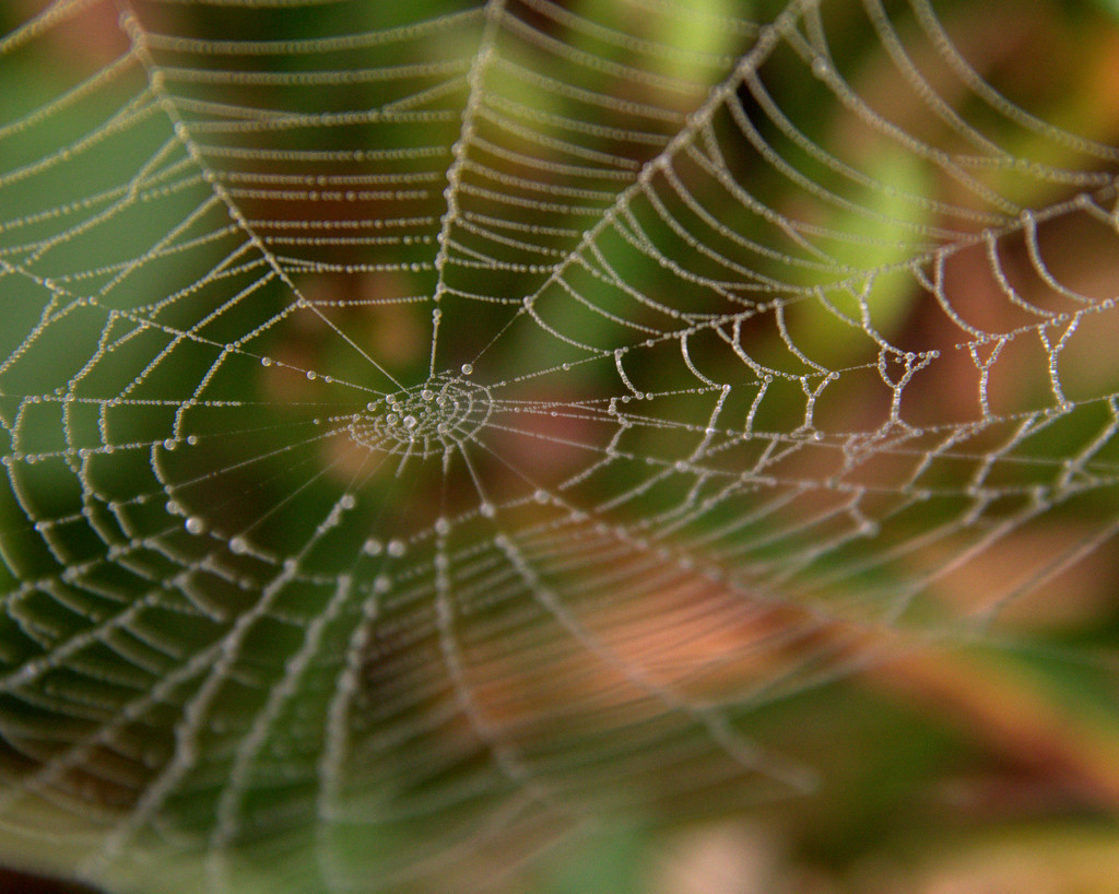 Pearls on a Web by calm