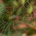 Pearls on a Web by calm