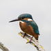 Kingfisher-probably the closest ever for me by padlock
