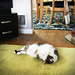 Cat Nap by yogiw