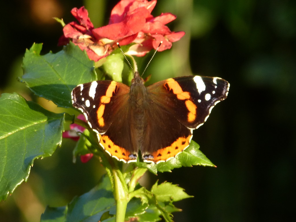 A Red Admiral.... by snowy