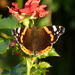 A Red Admiral.... by snowy