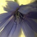 Day 208: Flower by jeanniec57