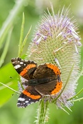 27th Jul 2017 - Red Admiral