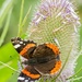 Red Admiral by pamknowler