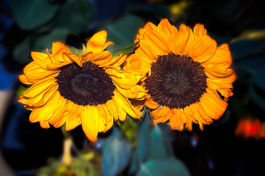 Sunflowers by joansmor
