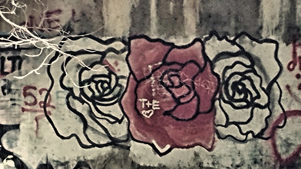 Roses by jackies365