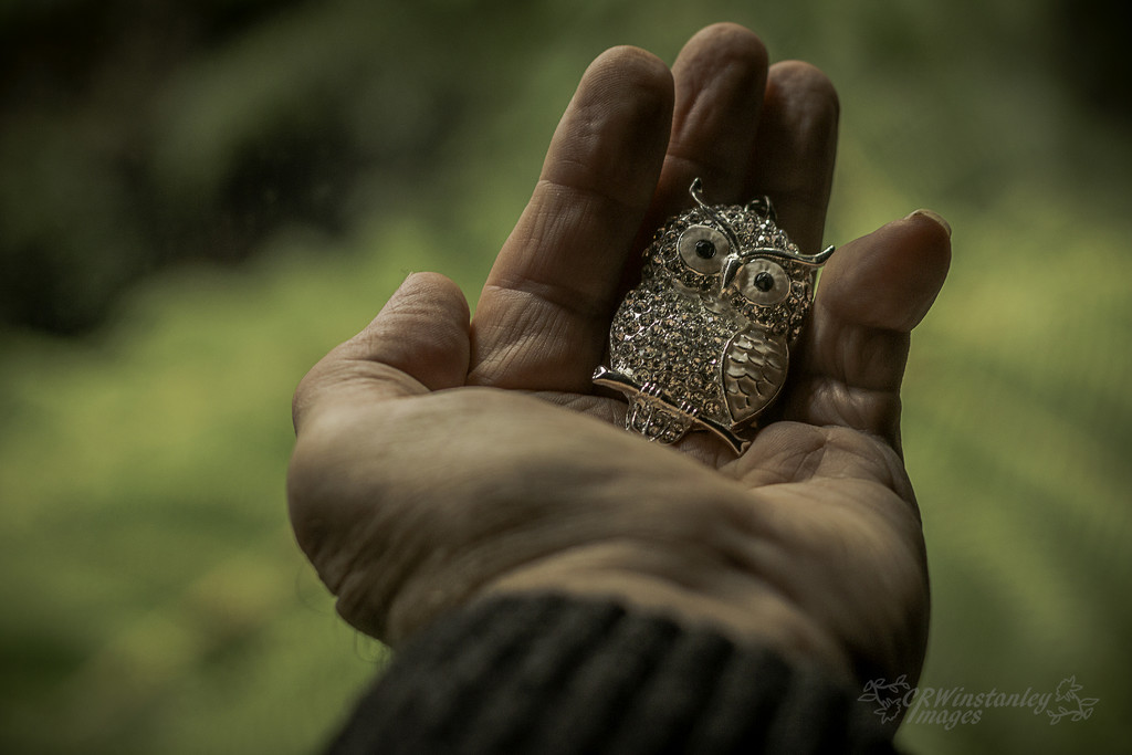 Day 208 A Bird in the Hand by kipper1951