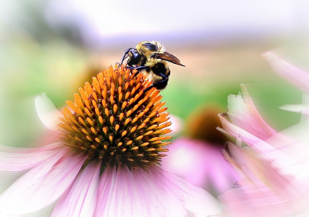 Bee Nice by lynnz