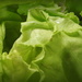 Hydroponic lettuce by homeschoolmom