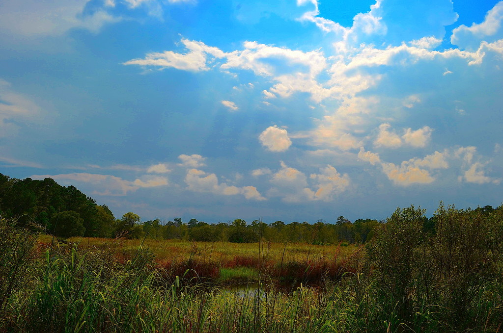 Summer skies over the marsh, Caw Caw Interpretive Center, Ravenel, SC by congaree