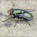 Housefly by pcoulson