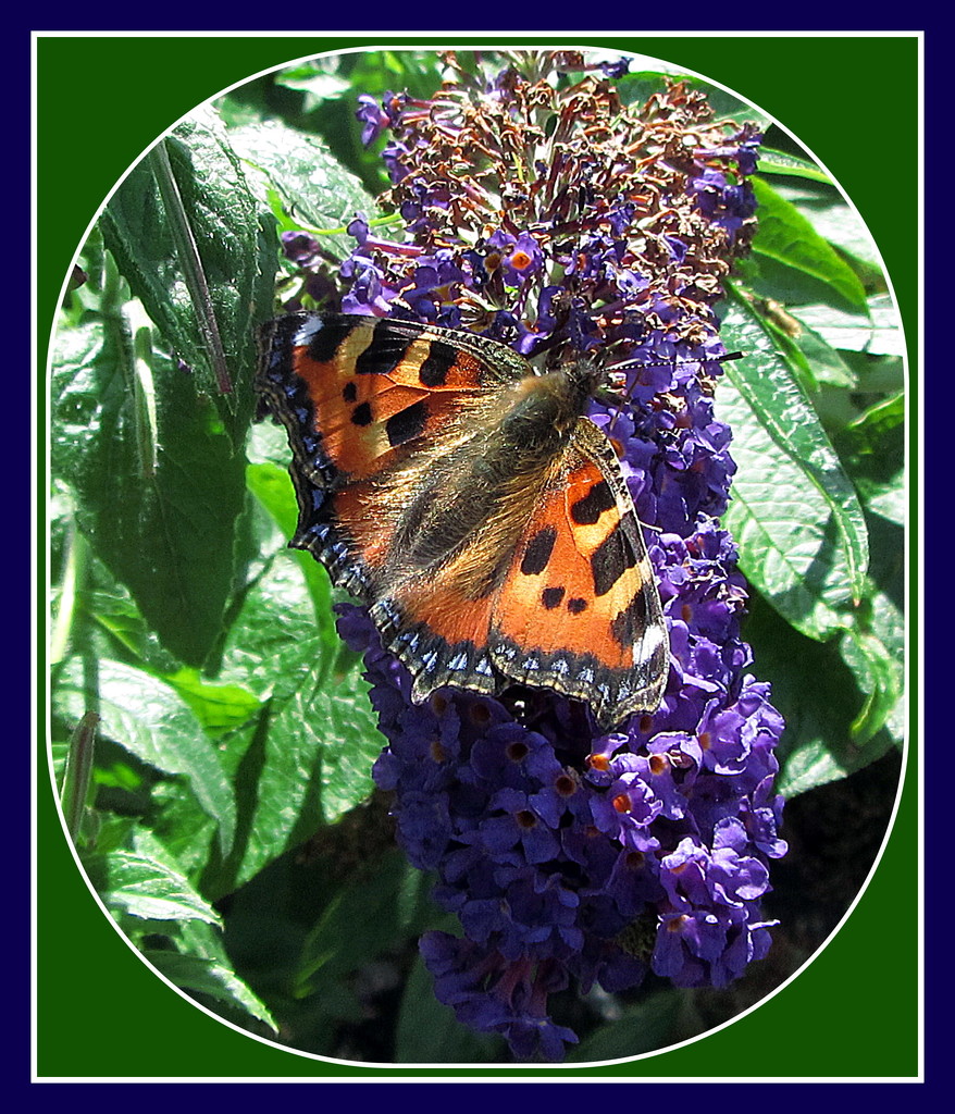 Butterfly on purple Buddelia. by grace55