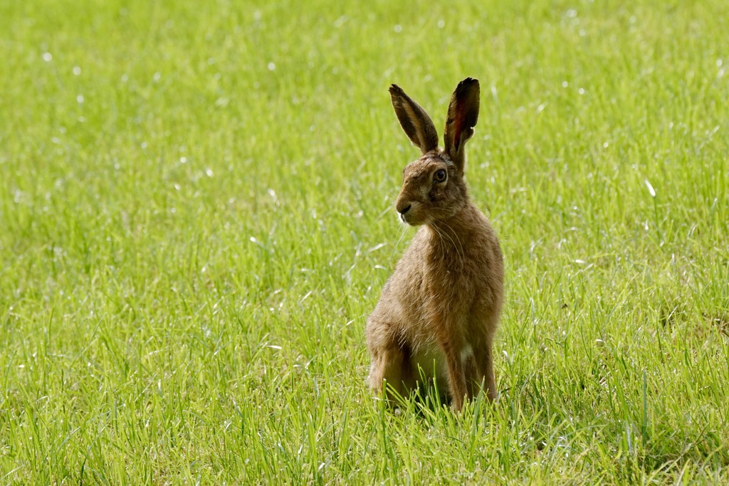 ALERT HARE by markp