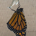 Birth of a butterfly by danette