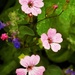 Pretty in pink by flowerfairyann