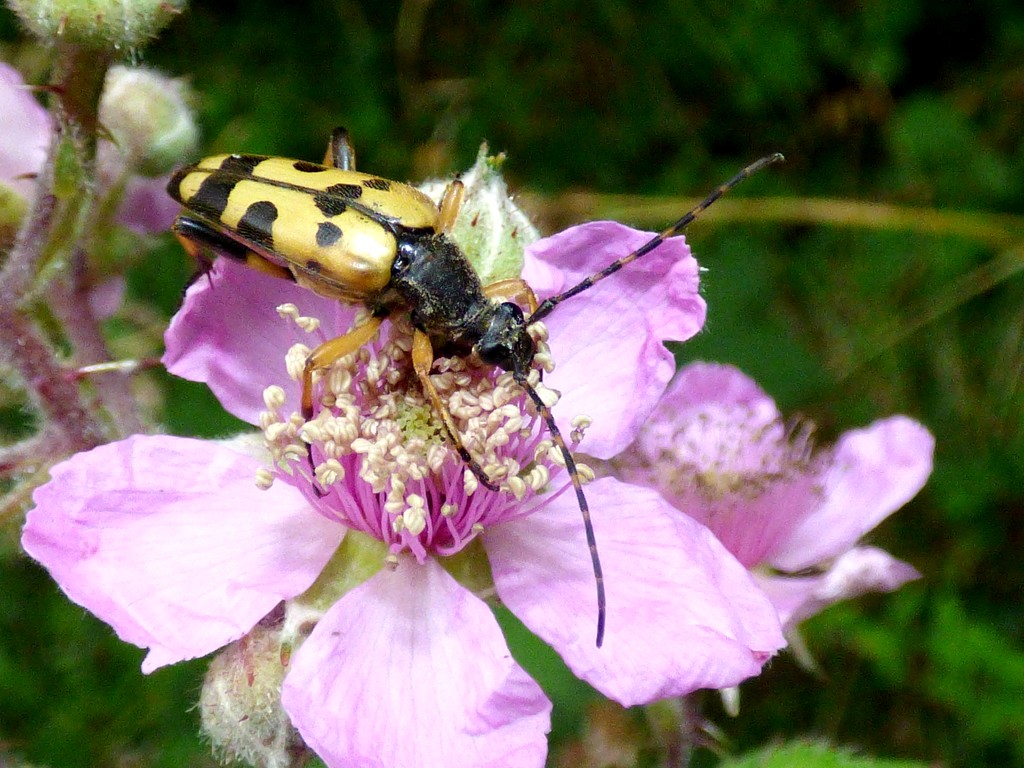 Black and yellow longhorn - Rutpela maculata by julienne1