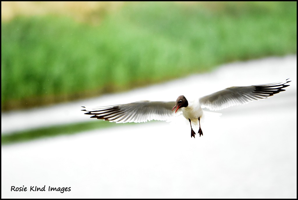 Coming in to land by rosiekind