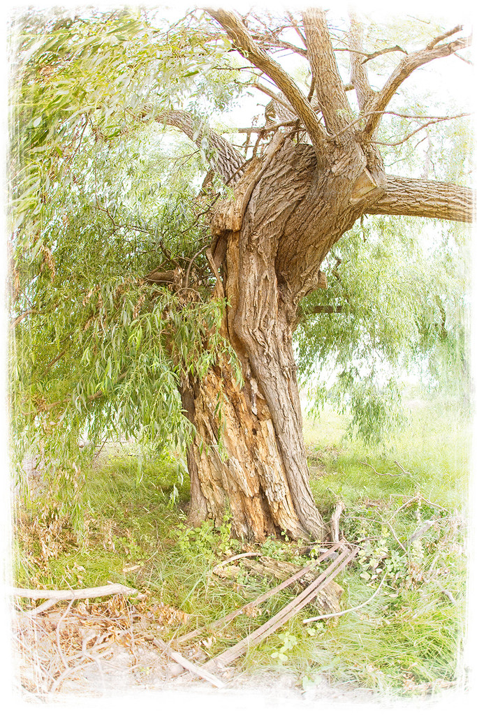 Old Tree by gardencat