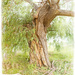 Old Tree by gardencat