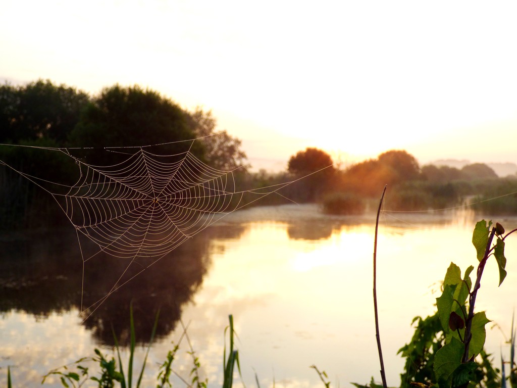 Web and water by julienne1