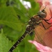 DSCN3128 (4) dragonfly close-up by marijbar