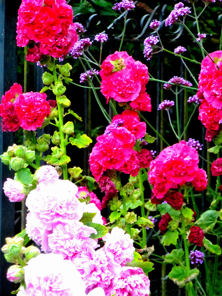 Pink and red hollyhocks and verbena.... by snowy