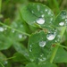 Raindrops on clover by roachling