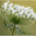 Queen Anne's Lace by skipt07