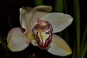 29th Jul 2017 - First Orchid Flower to Open ~