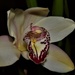 First Orchid Flower to Open ~ by happysnaps