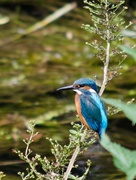 27th Jul 2017 - Nadder kingfisher