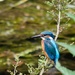 Nadder kingfisher by barrowlane