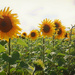 More sunflowers by fbailey