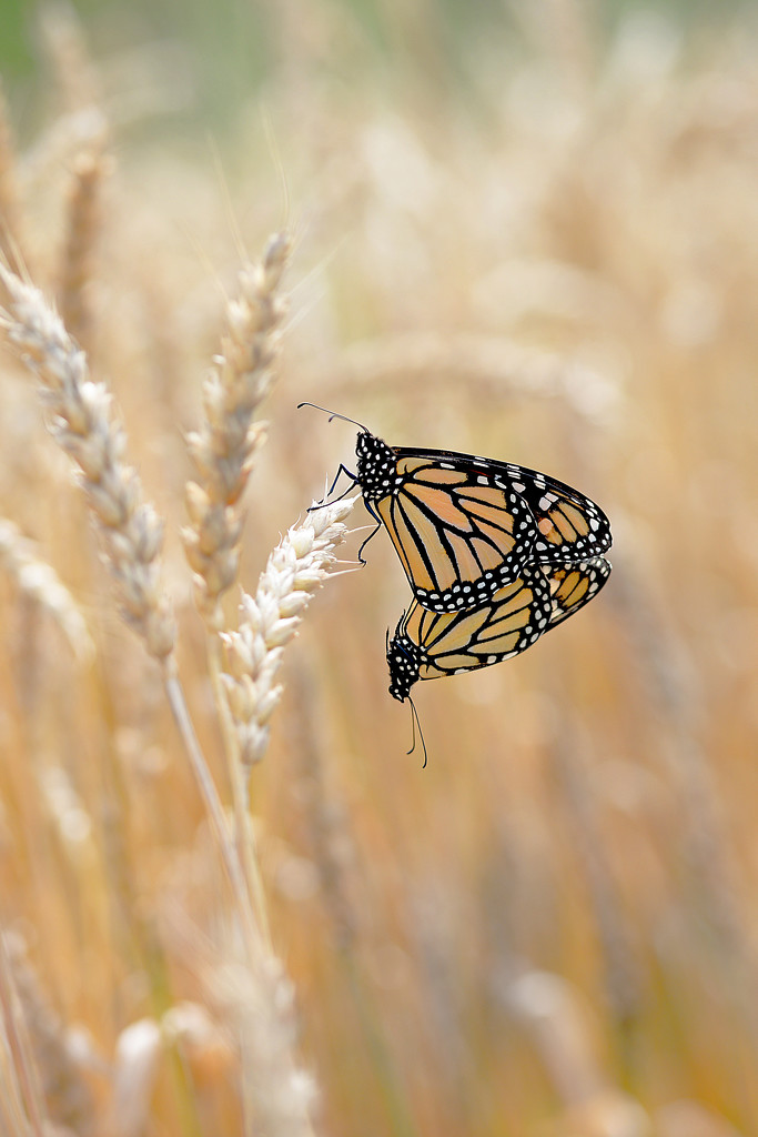 Monarch's mating in a wheat field! by fayefaye