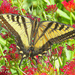 Swallowtail  by joysfocus