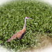 sandhill crane by amyk