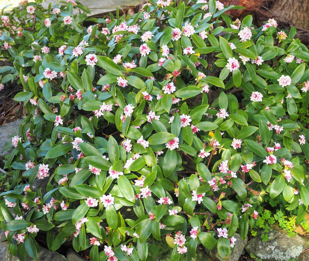One of our 3 daphne bushes the prefume is heady  by Dawn