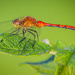 Dragonfly by 365karly1
