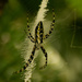 Spider, Hanging in the Web! by rickster549