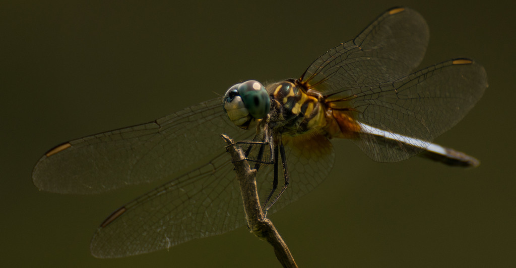 Dragonfly Number 2! by rickster549