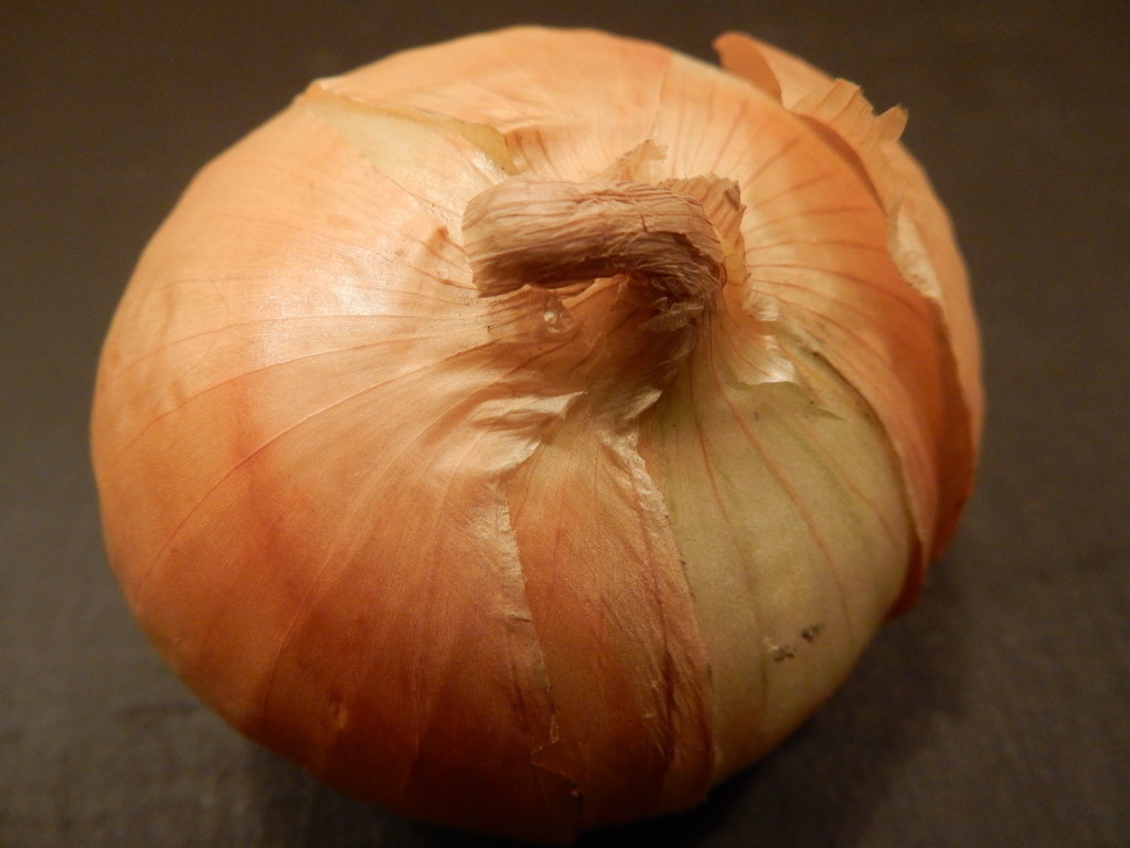 Onion by mcsiegle